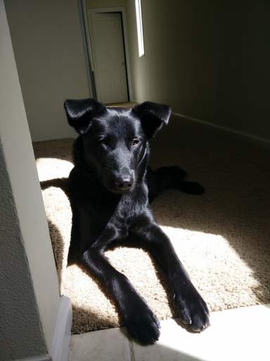 black dog in sunlight