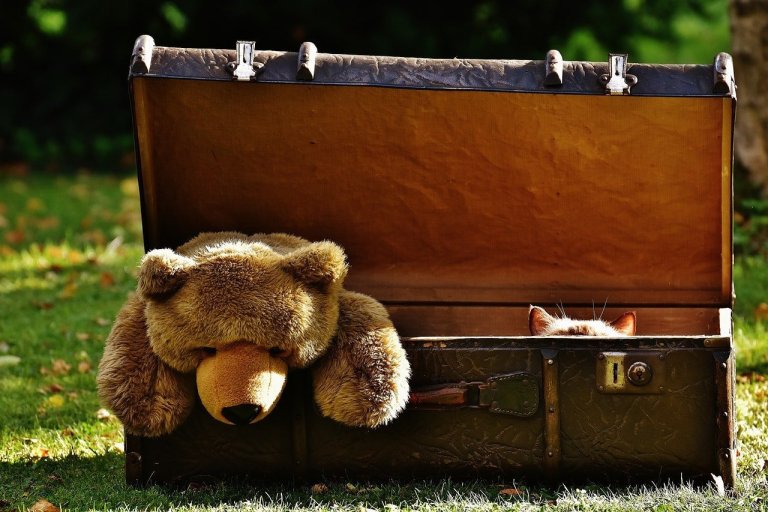 bear-luggage