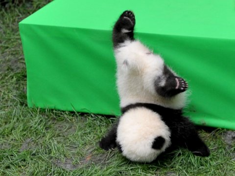 panda-falling