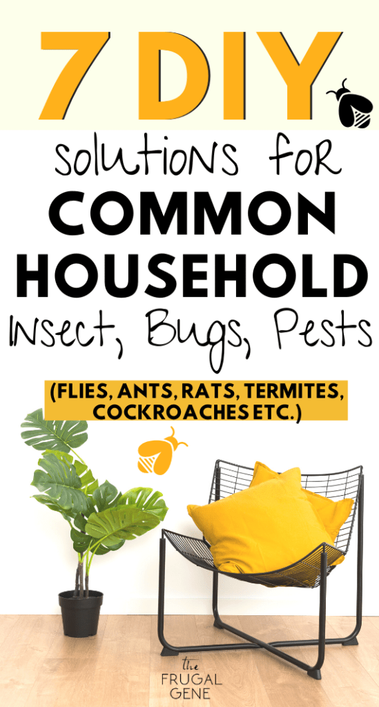 Natural solutions using frugal and cheap household ideas. The best essential oil suggestions for different pests proven and used everyday as treatment or spot cleaning everything from common house fruit flies, termites, cockroaches, woodpeckers, bed bugs, spiders, house rats & mices etc. | on a budget without spending any money, frugal tips for common pests, how to get rid of bugs with essential oils #householdhacks #cleaninghacks #householdtips #essentialoils #householdtips #frugalliving #pests